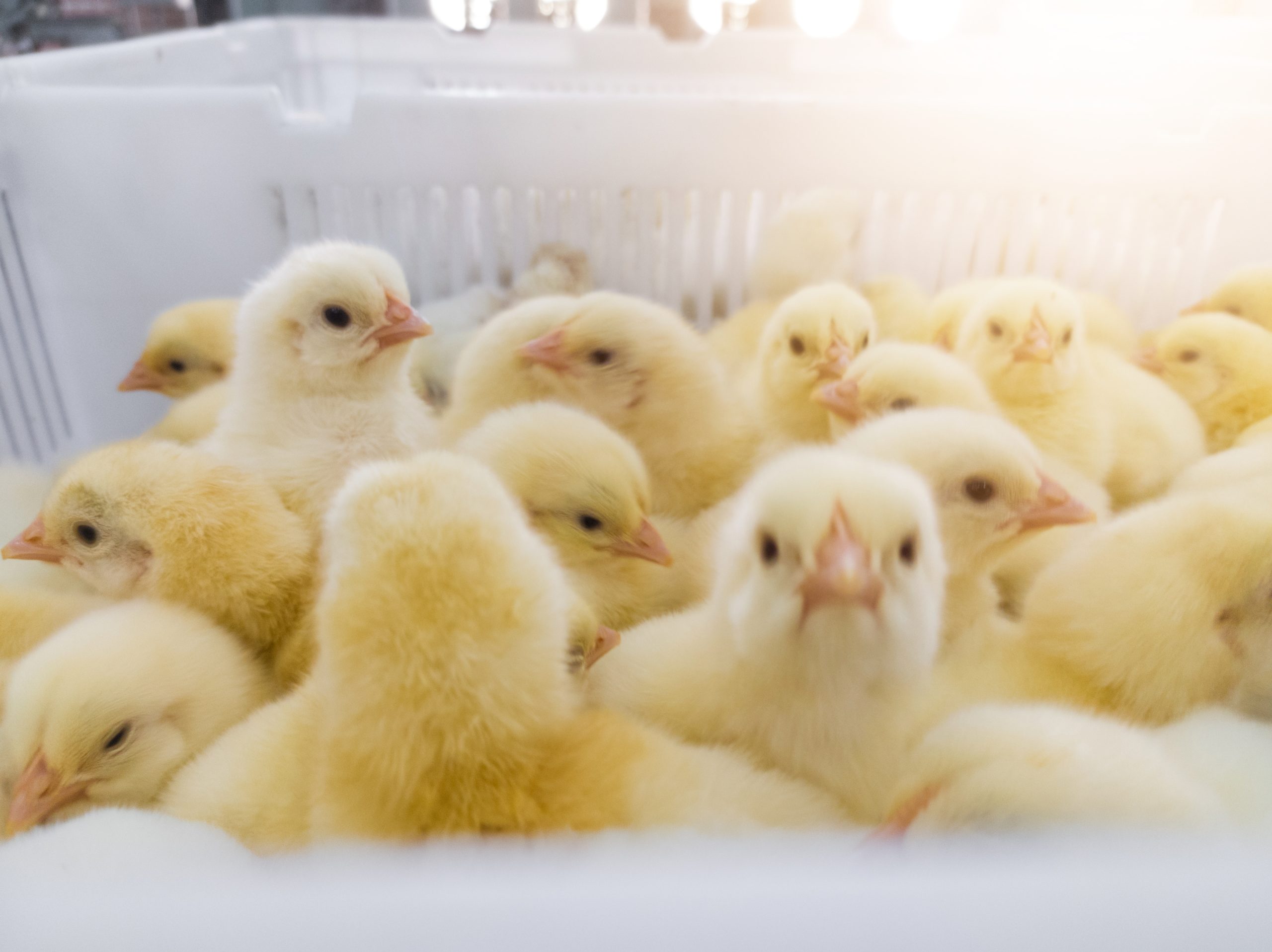 Chicken in basket day old chick new born on the broiler farm hatchery productivity.